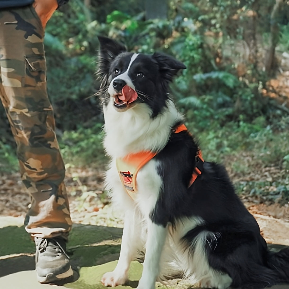 ComfyWalk Harness & Leash