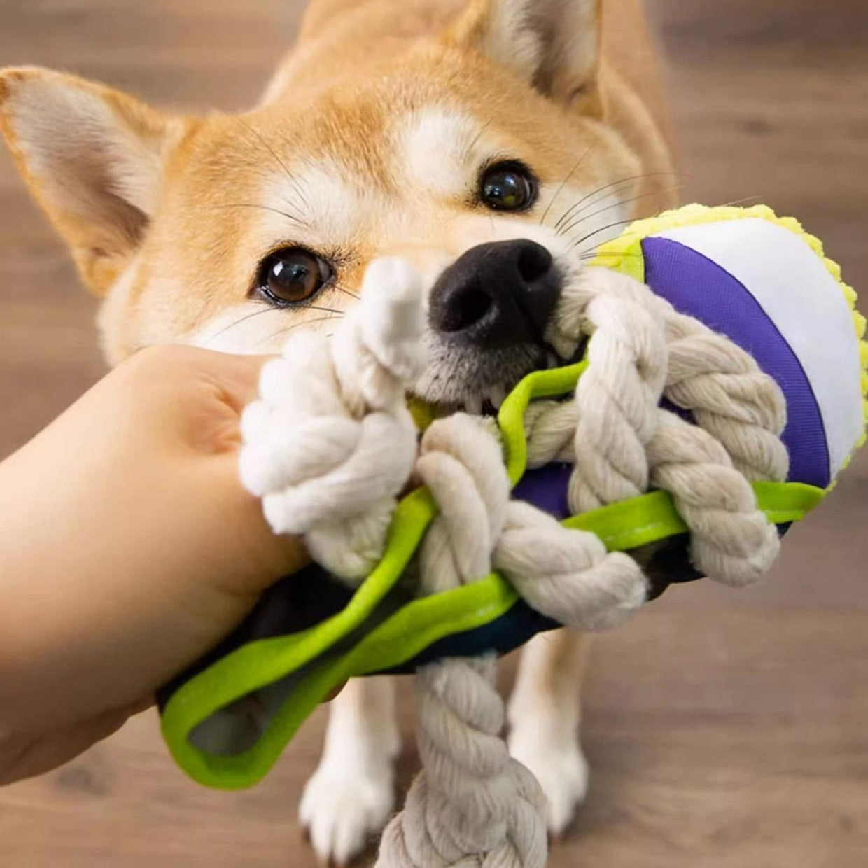 Shoe Squeaky Toy