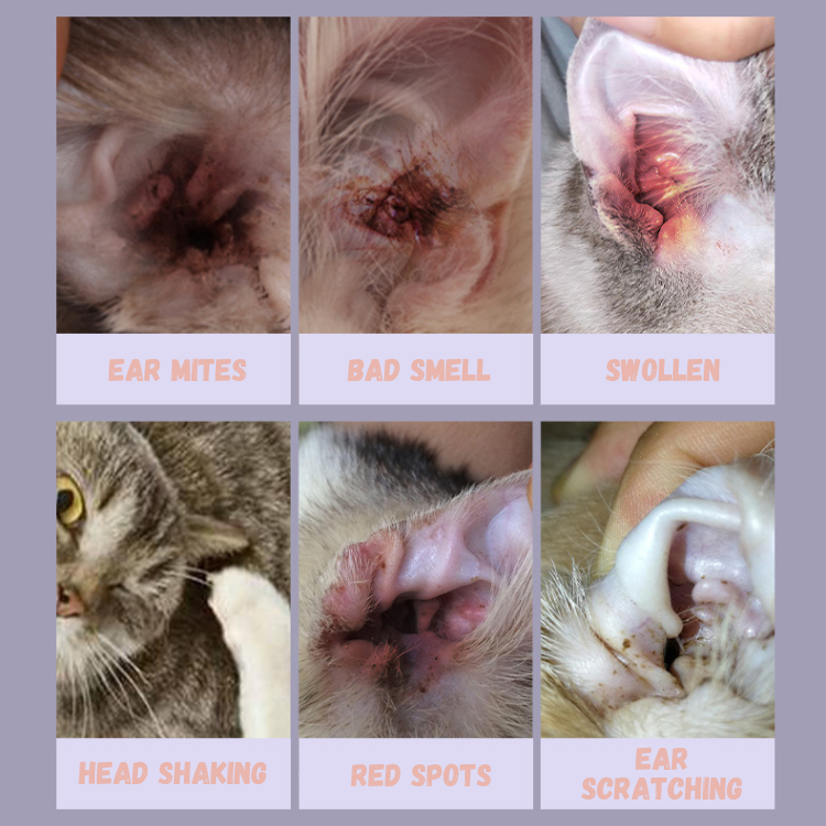 Petco ear mites sales cats