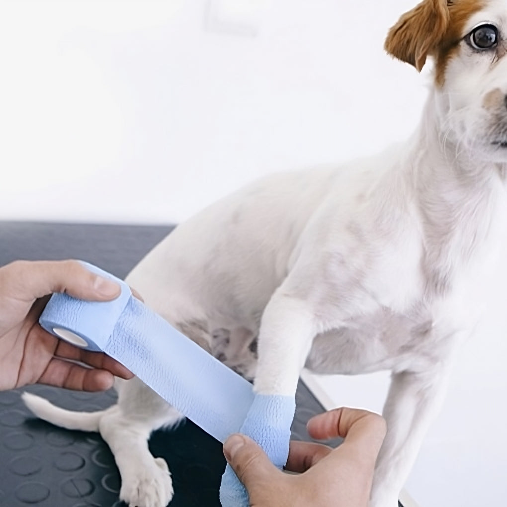 Electronic bandages for discount dogs