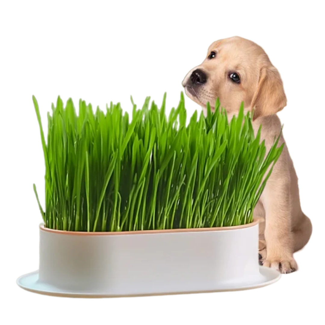 Easy Grass Grower